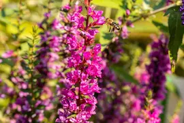 Lythrum (Kattestaart) - afbeelding 5