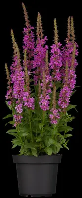 Lythrum (Kattestaart) - afbeelding 2