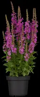 Lythrum (Kattestaart) - afbeelding 2