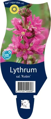 Lythrum (Kattestaart) - afbeelding 1