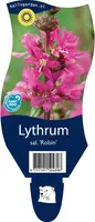 Lythrum (Kattestaart) - afbeelding 1