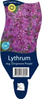 Lythrum salicaria 'Dropmore Scarlet' (Kattestaart) - afbeelding 1