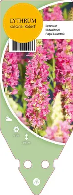 Lythrum Salicaria Robert (Kattenstaart) - afbeelding 1