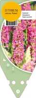 Lythrum Salicaria Robert (Kattenstaart) - afbeelding 1