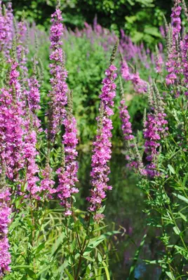 Lythrum Salicaria Robert (Kattenstaart) - afbeelding 4