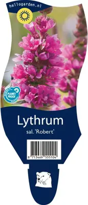 Lythrum salicaria 'Robert' (Kattestaart) - afbeelding 1