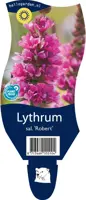Lythrum salicaria 'Robert' (Kattestaart) - afbeelding 1