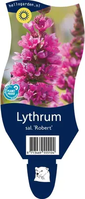 Lythrum salicaria 'Robert' (Kattestaart) - afbeelding 1