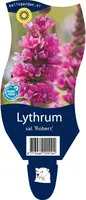 Lythrum salicaria 'Robert' (Kattestaart) - afbeelding 1