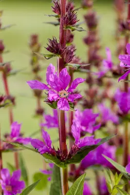Lythrum salicaria 'Robert' (Kattestaart) - afbeelding 2