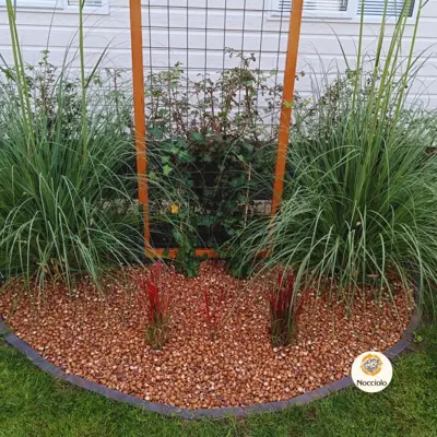 Macadamia doppen 20 liter - afbeelding 3