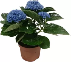 Magical Hydrangea blue (Hortensia) kamerplant 27 cm - afbeelding 1