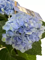 Magical Hydrangea blue (Hortensia) kamerplant 27 cm - afbeelding 3