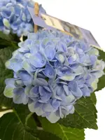 Magical Hydrangea blue (Hortensia) kamerplant 27cm - afbeelding 3