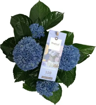 Magical Hydrangea blue (Hortensia) kamerplant 27cm - afbeelding 2