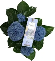 Magical Hydrangea blue (Hortensia) kamerplant 27cm - afbeelding 2