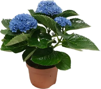 Magical Hydrangea blue (Hortensia) kamerplant 27cm - afbeelding 1