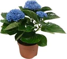 Magical Hydrangea blue (Hortensia) kamerplant 27cm - afbeelding 1