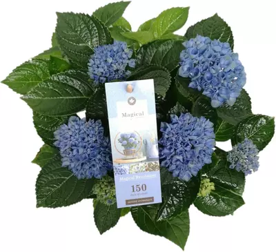 Magical Hydrangea blue (Hortensia) kamerplant 30 cm - afbeelding 3