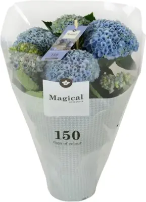 Magical Hydrangea blue (Hortensia) kamerplant 30cm - afbeelding 4