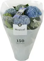 Magical Hydrangea blue (Hortensia) kamerplant 30cm - afbeelding 4