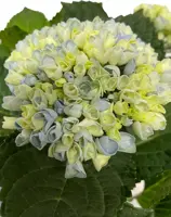 Magical Hydrangea blue (Hortensia) kamerplant 30cm - afbeelding 3
