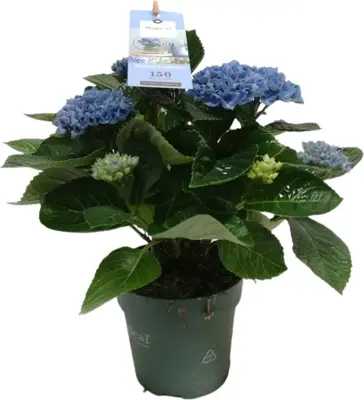 Magical Hydrangea blue (Hortensia) kamerplant 30cm - afbeelding 1