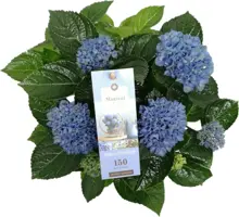 Magical Hydrangea blue (Hortensia) kamerplant 30cm - afbeelding 2