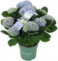 Magical Hydrangea blue (Hortensia) kamerplant 40cm - afbeelding 1