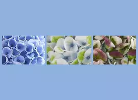 Magical Hydrangea blue (Hortensia) kamerplant 40cm - afbeelding 4