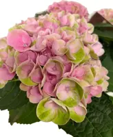 Magical Hydrangea pink (Hortensia) kamerplant 27cm - afbeelding 2