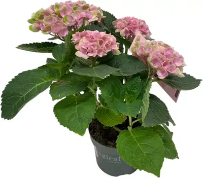 Magical Hydrangea pink (Hortensia) kamerplant 27cm - afbeelding 3