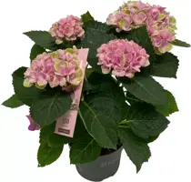 Magical Hydrangea pink (Hortensia) kamerplant 27cm - afbeelding 1