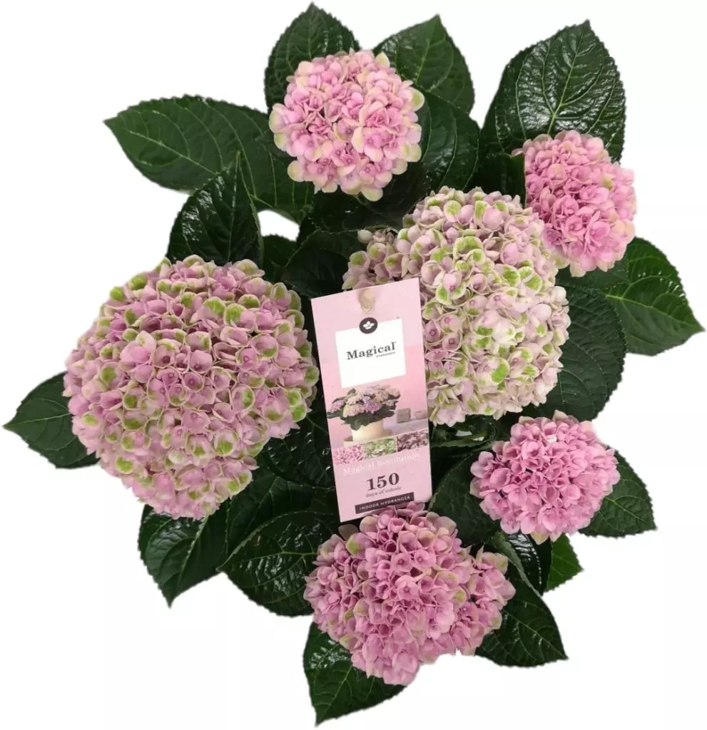 etiquette Grootste moeilijk Magical Hydrangea pink (Hortensia) kamerplant 30 cm kopen? - tuincentrum  Osdorp :)