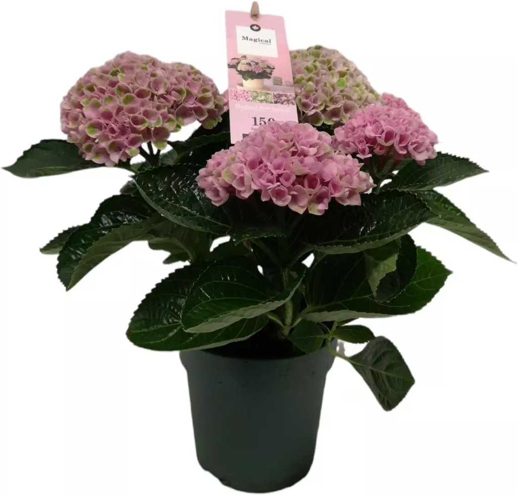 etiquette Grootste moeilijk Magical Hydrangea pink (Hortensia) kamerplant 30 cm kopen? - tuincentrum  Osdorp :)