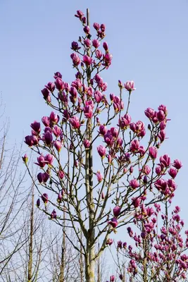 Magnolia 'Black Tulip' (Beverboom 'Black Tulip') - afbeelding 1