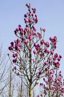 Magnolia 'Black Tulip' (Beverboom 'Black Tulip') - afbeelding 1