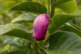 Magnolia 'Black Tulip' (Beverboom 'Black Tulip') - afbeelding 2