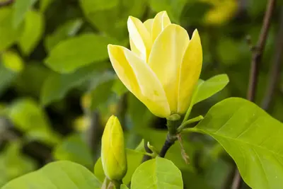 Magnolia 'Daphne' (Beverboom 'Daphne') - afbeelding 1