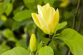 Magnolia 'Daphne' (Beverboom 'Daphne') - afbeelding 1