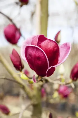 Magnolia 'Genie'® (Beverboom 'Genie') - afbeelding 1