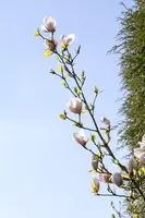 Magnolia 'Genie'® (Beverboom 'Genie') - afbeelding 3