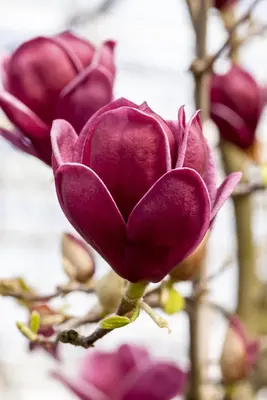 Magnolia 'Genie'® (Beverboom 'Genie') - afbeelding 4