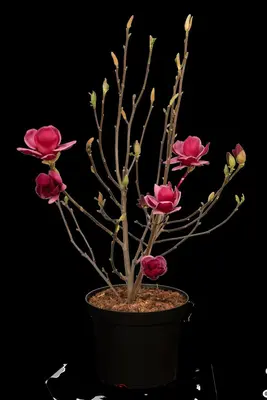 Magnolia 'Genie'® (Beverboom 'Genie') - afbeelding 5