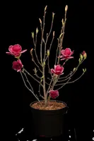 Magnolia 'Genie'® (Beverboom 'Genie') - afbeelding 5