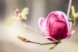 Magnolia 'Genie'® (Beverboom 'Genie') - afbeelding 2