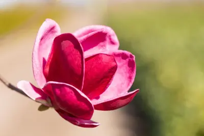 Magnolia 'Genie'® (Beverboom 'Genie') - afbeelding 6