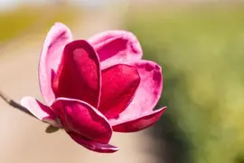 Magnolia 'Genie'® (Beverboom 'Genie') - afbeelding 6