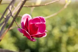 Magnolia 'Genie'® (Beverboom 'Genie') - afbeelding 7