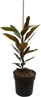 Magnolia grandiflora 'Little Gem' (Beverboom) 60-65 cm - afbeelding 2